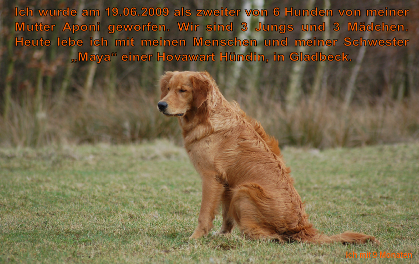 Ich wurde am 19.06.2009 als zweiter von 6 Hunden von meiner 
Mutter Aponi geworfen. Wir sind 3 Jungs und 3 Mädchen. 
Heute lebe ich mit meinen Menschen und meiner Schwester
„Maya“ einer Hovawart Hündin, in Gladbeck.  